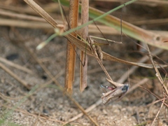 Idolomorpha