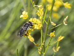 Andrena chalcogastra