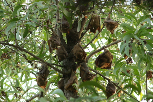 Gambian Epauletted Fruit Bat