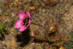 Drosera zeyheri