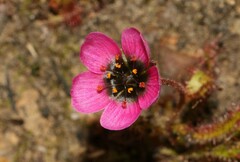 Drosera zeyheri