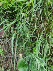 Linaria vulgaris