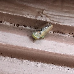 Batracomorphus