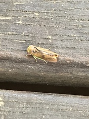 Batracomorphus
