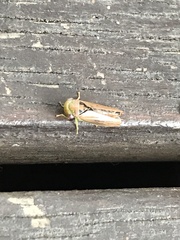 Batracomorphus