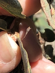 Andricus pedicellatus