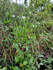 Silene latifolia