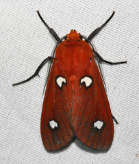 Hyperthaema sanguineata