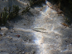 Parupeneus barberinus