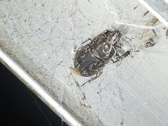 Ryssonotus nebulosus