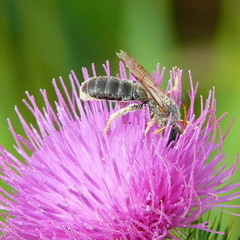 Halictus quadricinctus