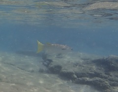 Ellochelon vaigiensis