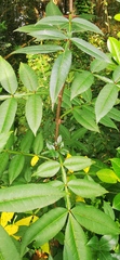 Zanthoxylum simulans