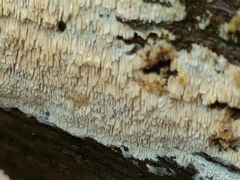 Schizoporaceae