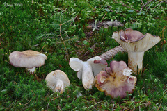 Russula viscida