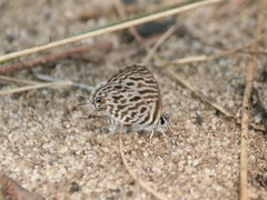 Leptotes pirithous
