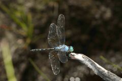Trithemis stictica