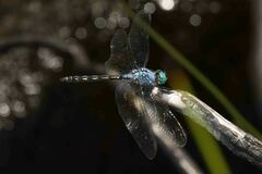 Trithemis stictica