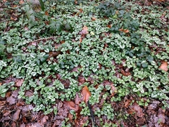 Lamium galeobdolon argentatum