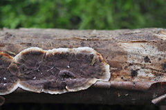 Stereum sanguinolentum