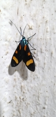 Cyanopepla arrogans
