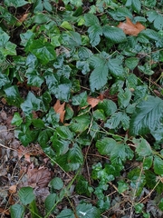 Rubus
