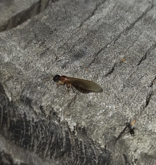 Colobopsis macrocephala