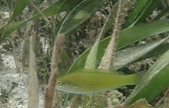 Halichoeres chloropterus