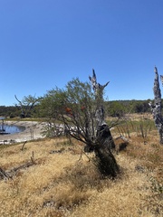 Melaleuca lateritia