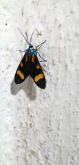 Cyanopepla arrogans