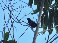 Gracula religiosa