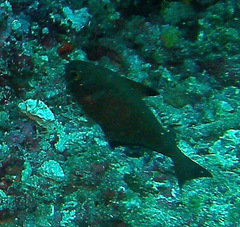 Pempheris vanicolensis