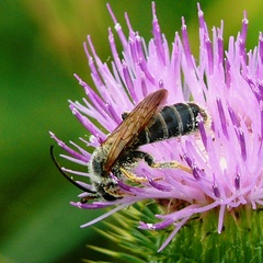 Halictus quadricinctus