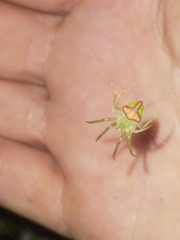 Araneus circulissparsus