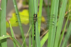 Eusynthemis nigra