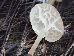 Campanella pustulata