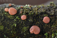 Ditangium cerasi