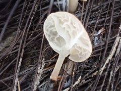 Campanella pustulata