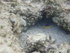 Chrysiptera unimaculata