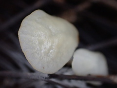 Campanella pustulata