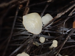 Campanella pustulata