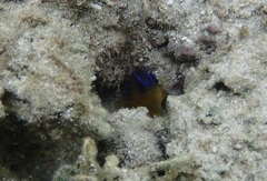 Chrysiptera unimaculata