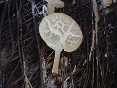 Campanella pustulata