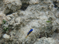 Chrysiptera unimaculata