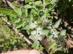Pseudoidium neolycopersici