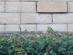 Sceloporus occidentalis