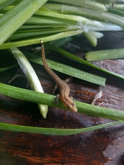 Sphaerodactylus