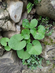 Petasites pyrenaicus