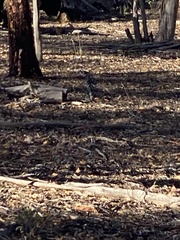 Tachyglossus aculeatus acanthion