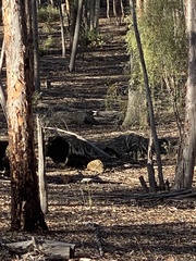 Tachyglossus aculeatus acanthion